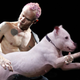 Illustration for article titled New Tumblr replaces musicians basses with dogs, because why not?